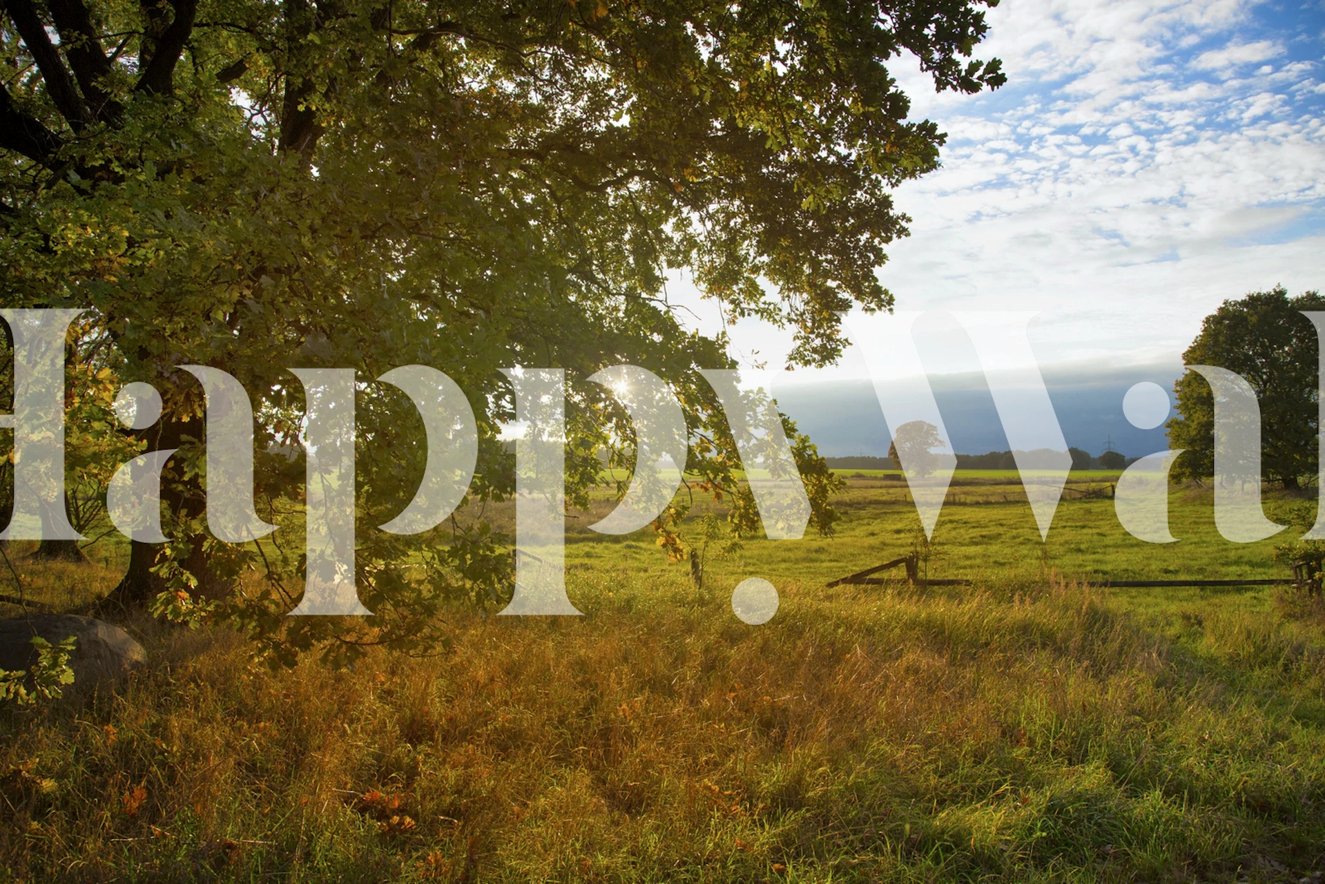 Early morning autumn landscape with sunlit meadow and trees