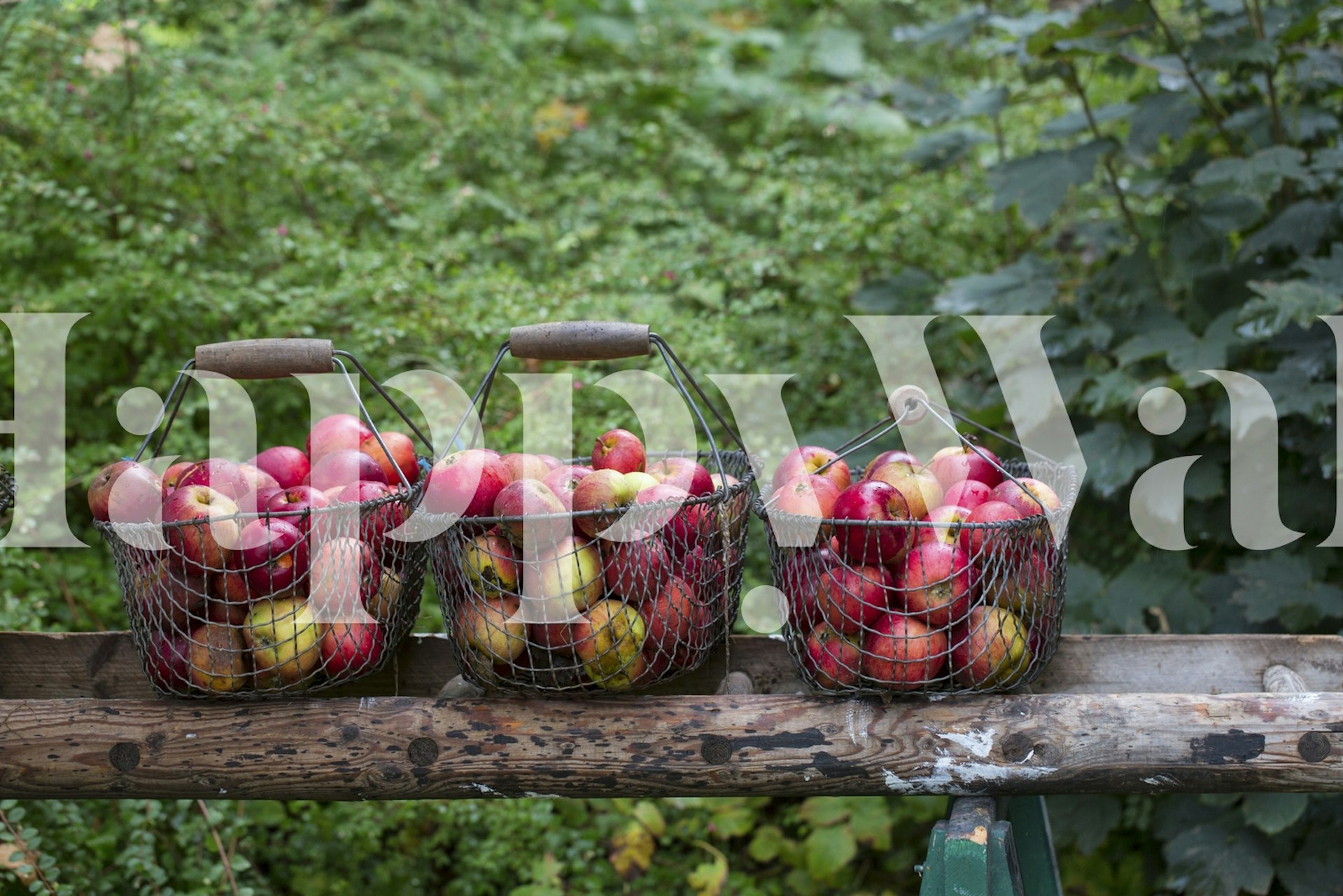 tapeta Apple Harvest v útulném pokoji
