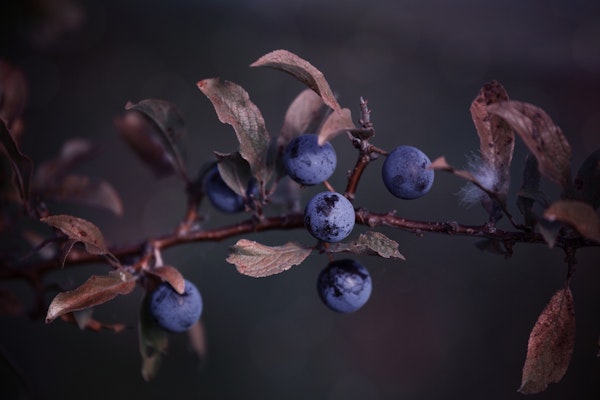 Dark Blue Autumn Berries
