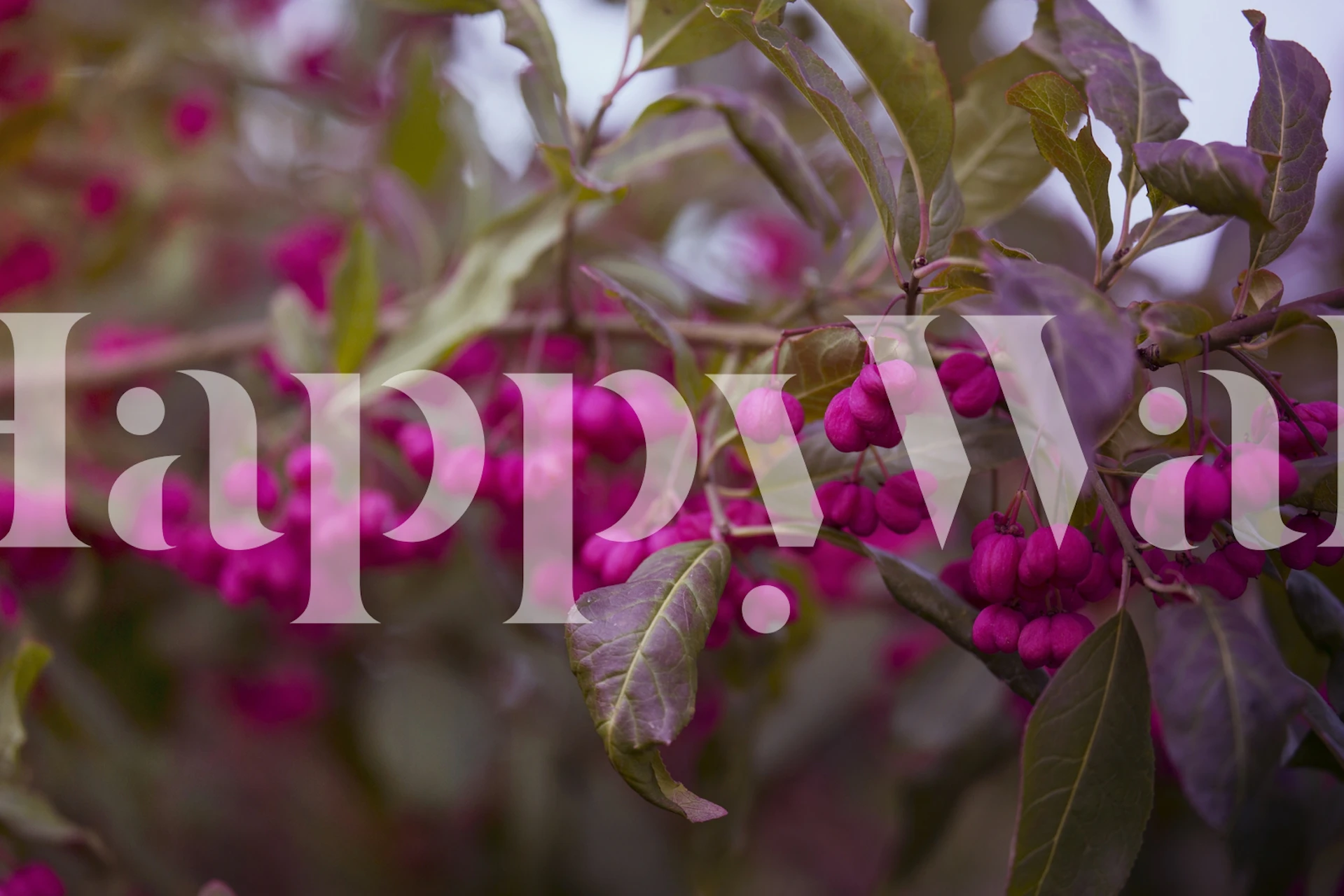 Närbild av rosa bär med höstlöv fototapet.