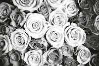Roses black and white wallpaper