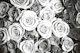 Roses black and white