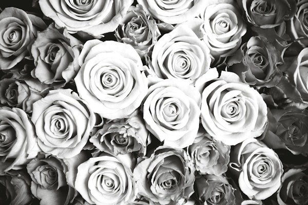 Roses black and white