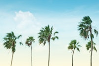 Palm Trees Oasis 1 papiers peint