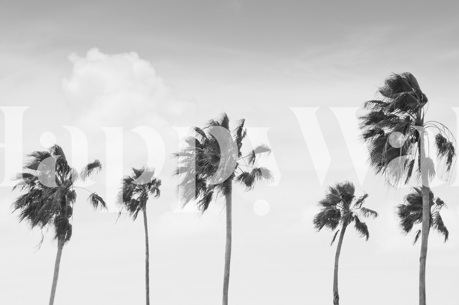 Black and white palm tree silhouette wallpaper
