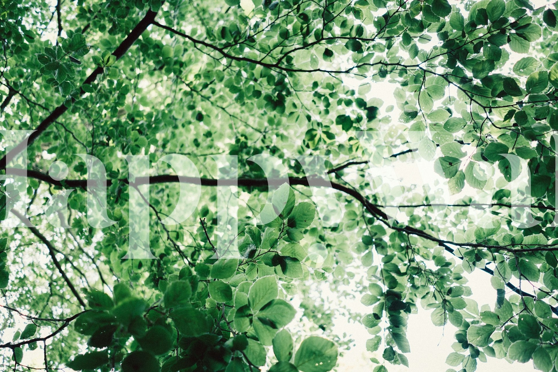 Forest Leaves wallpaper in a room setting