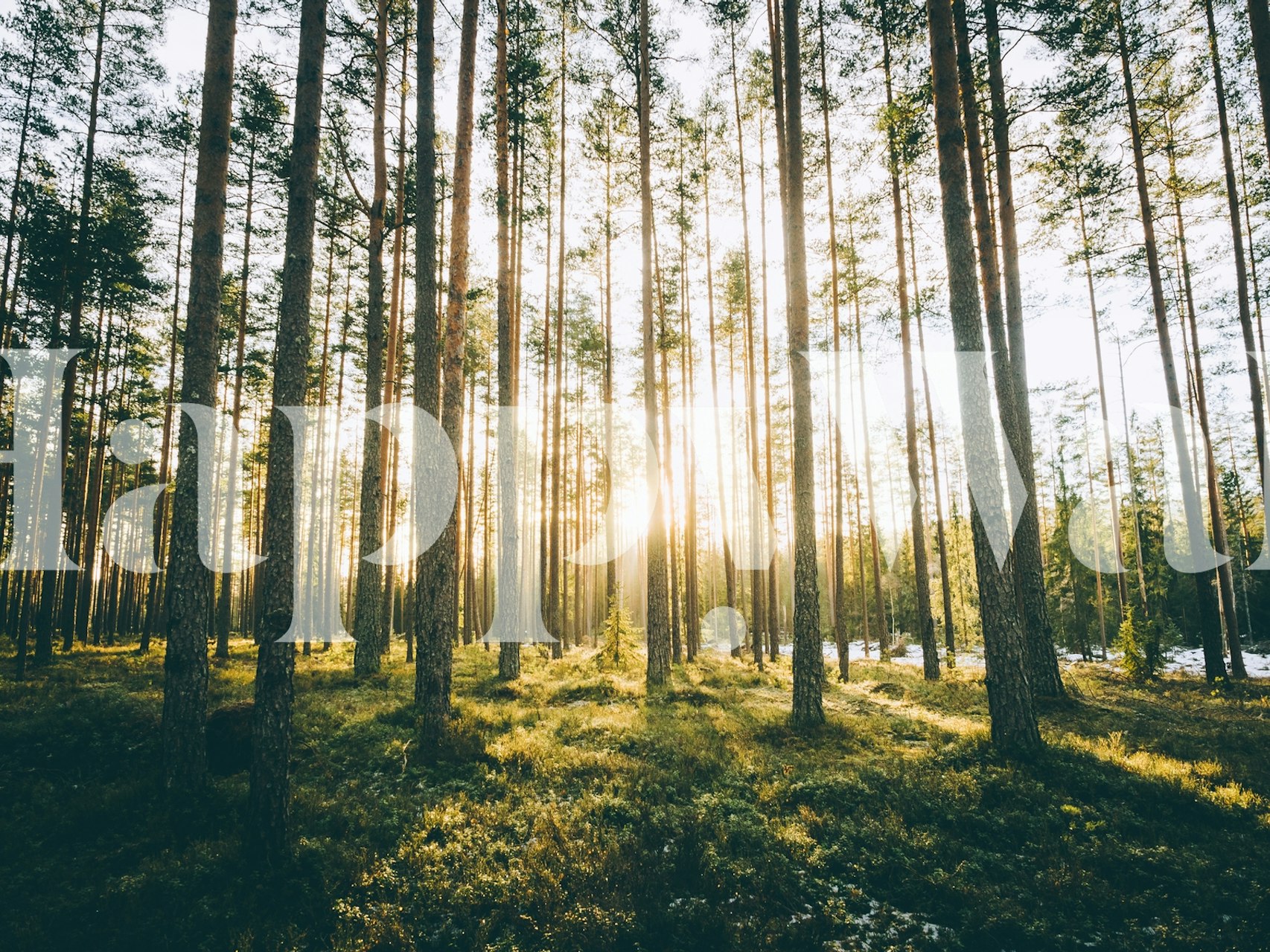 Tall trees with sunlight shining through green forest wallpaper