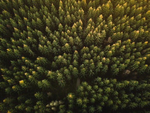 Forest Canopy