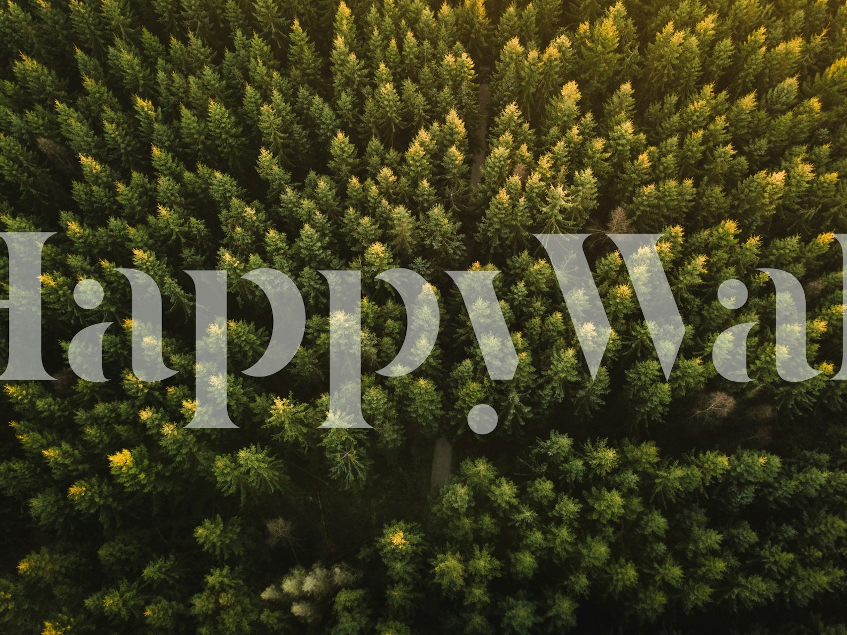 Aerial view of dense green forest with various tree shades wallpaper