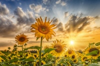 Sunflowers in sunset carta da parati