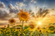 Sunflowers in sunset