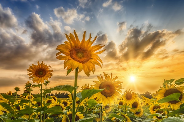 Sunflowers in sunset