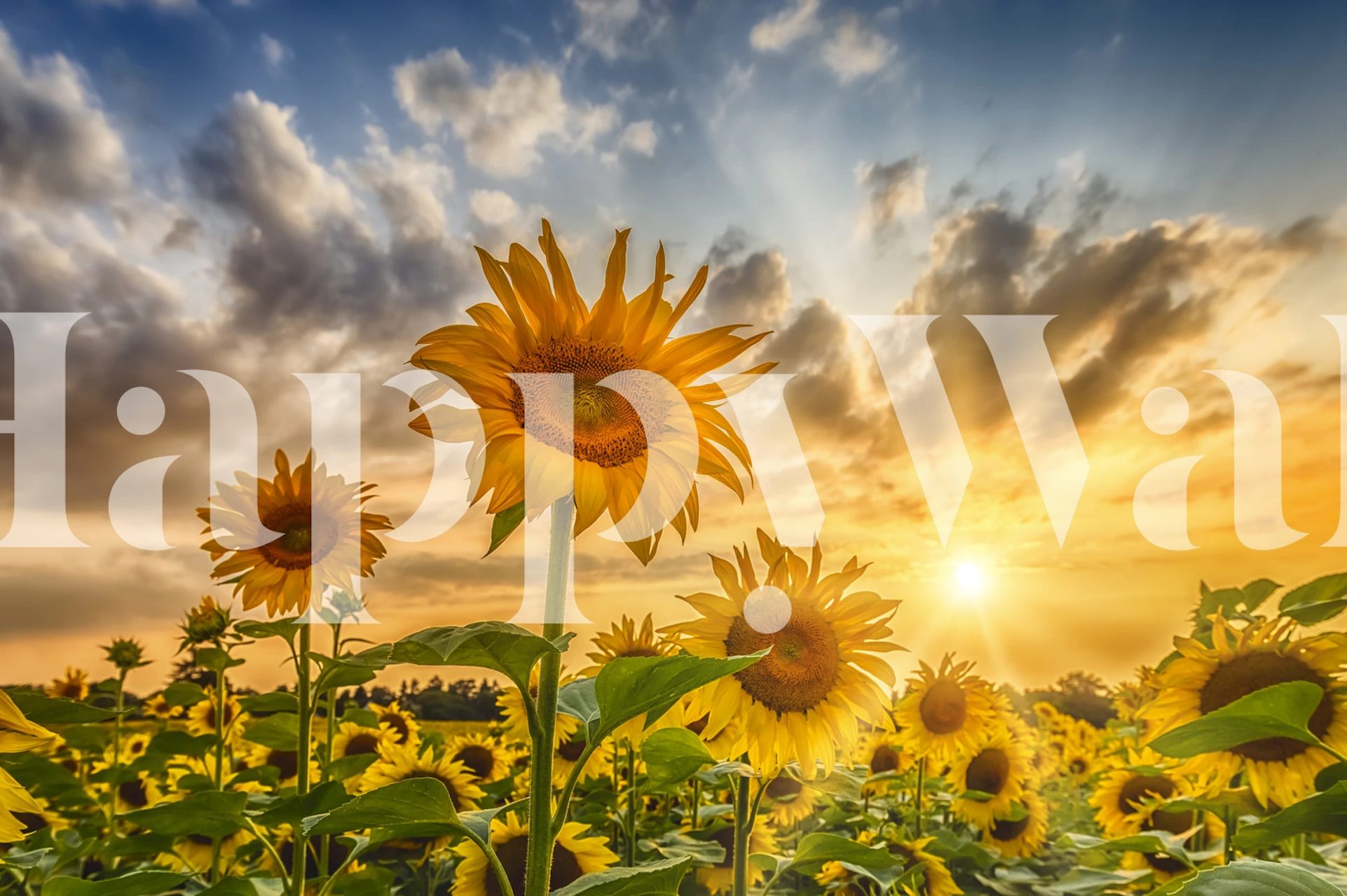 Sunflower wallpaper in a room setting