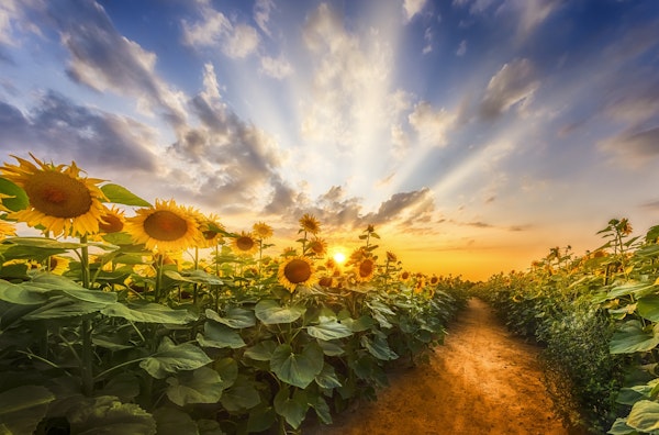 Sunflowers and the secret path