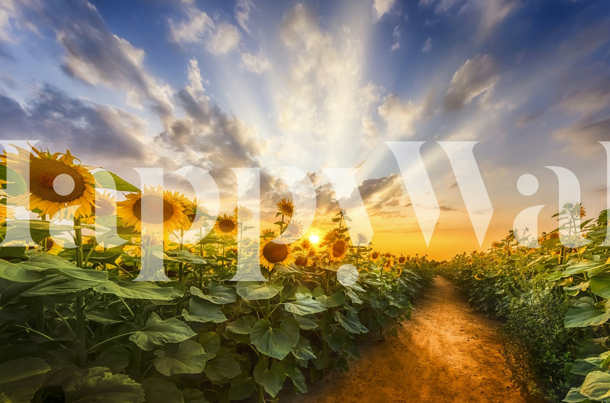 Sunny sunflower field at sunset with rays of light wallpaper