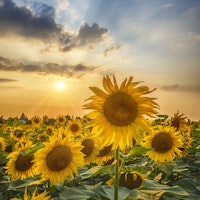 Sunflower field at sunset tapete