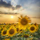 Sunflower field at sunset