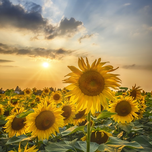 Sunflower field at sunset