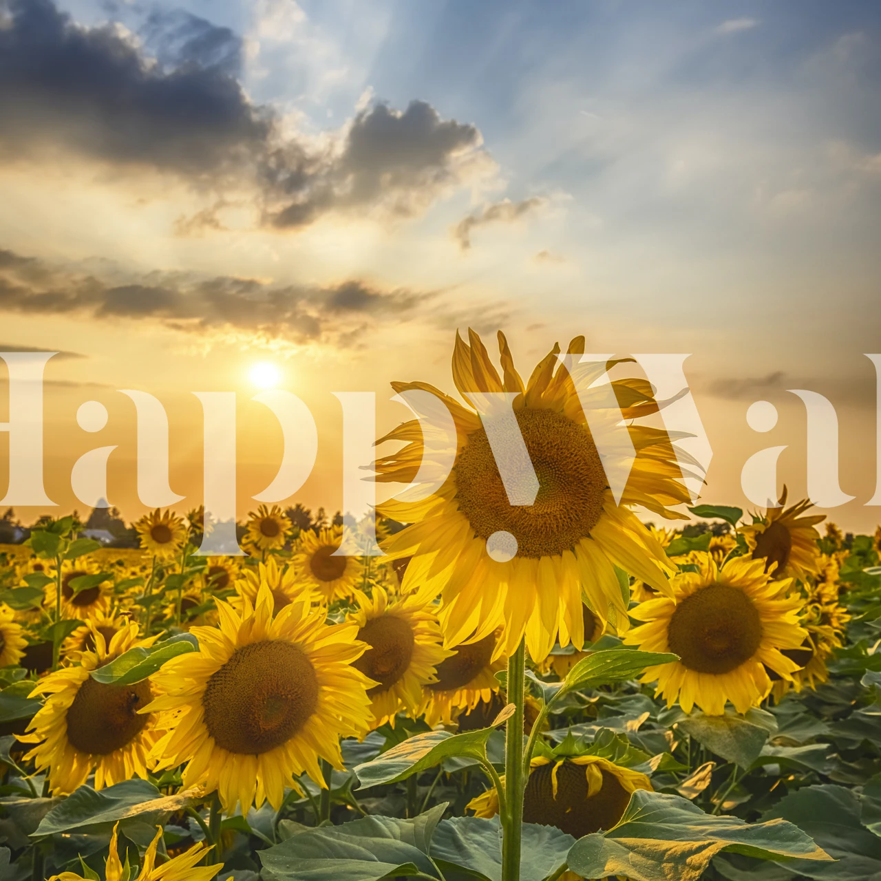 Sunflower field at sunset papel de parede em um quarto