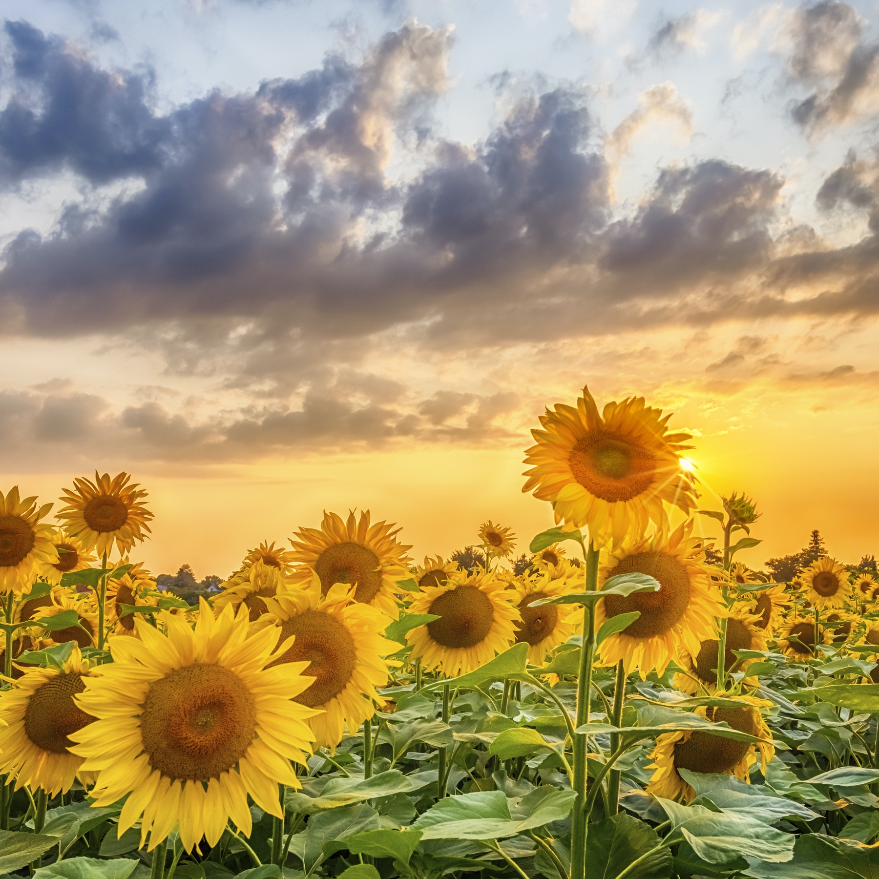 Get Mesmerized by Fascination Sunflowers Wallpaper - Happywall