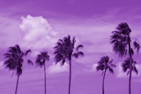 Palm Trees Oasis 3 papiers peint