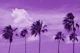 Palm Trees Oasis 3