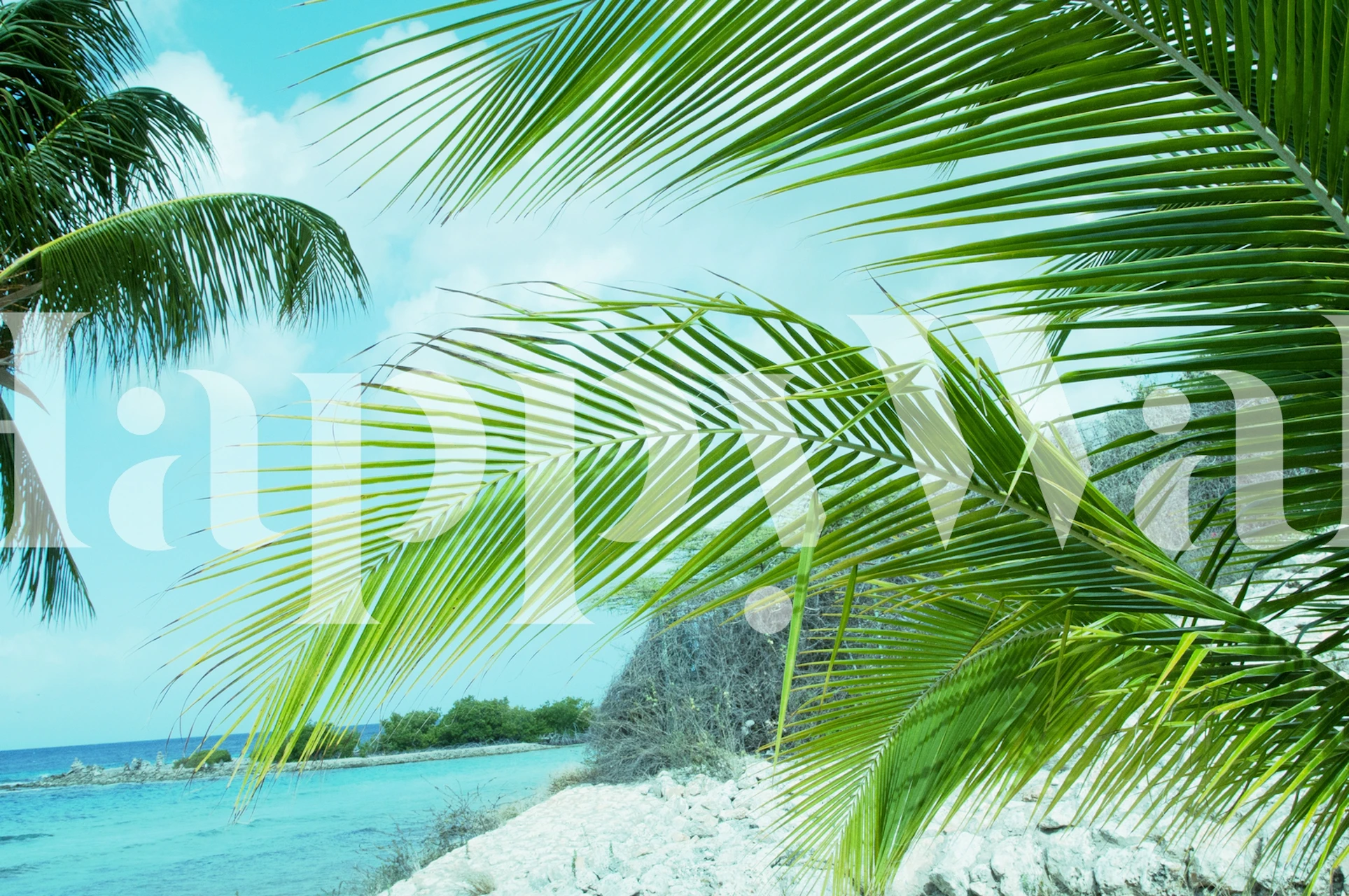Palm tree leaves against blue sky and sea wallpaper