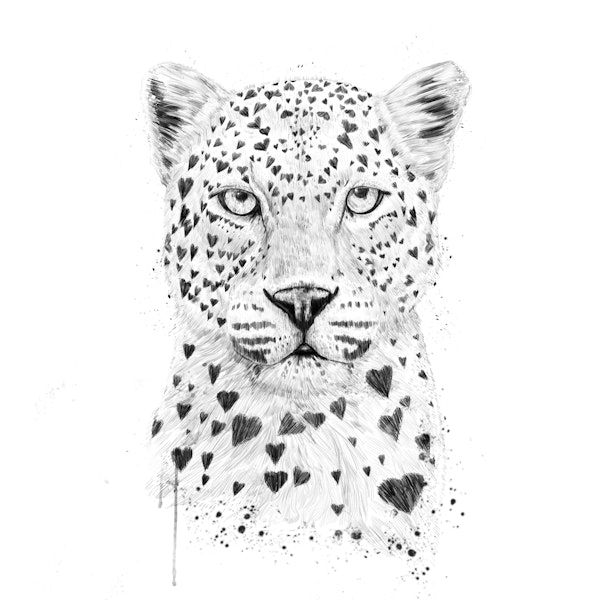 Lovely leopard