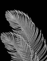 Palm Leaves Finesse Line Art 7 ταπετσαρία