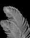 Palm Leaves Finesse Line Art 7