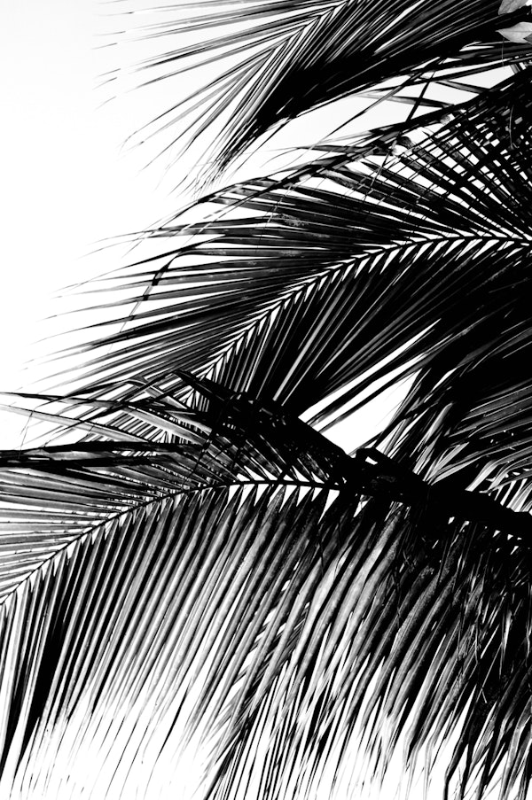 Caribbean Palm Leaves Jungle 1