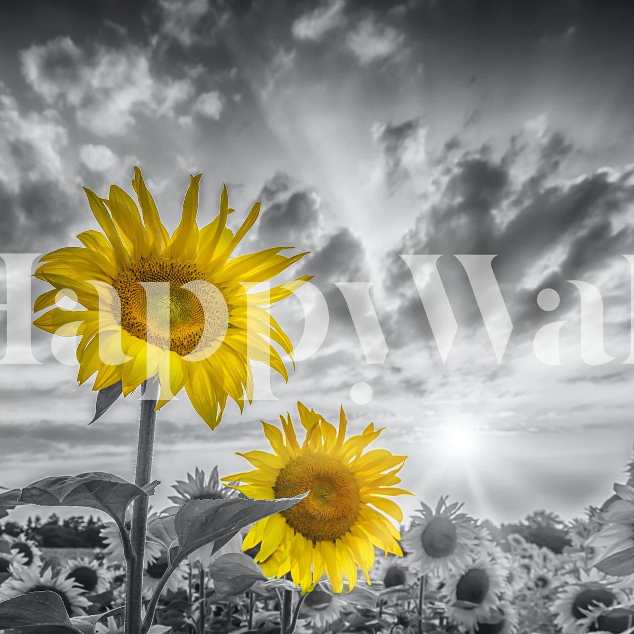 Sunflower wallpaper u svijetloj sobi