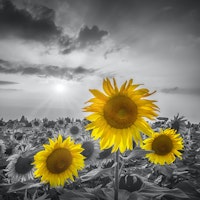 Yellow pop sunflowers tapete