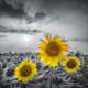 Yellow pop sunflowers