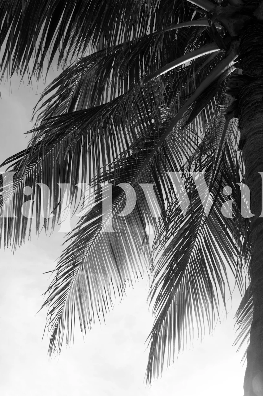 Silhouette d'un palmier sur fond de ciel coucher de soleil papier peint pour décoration intérieure