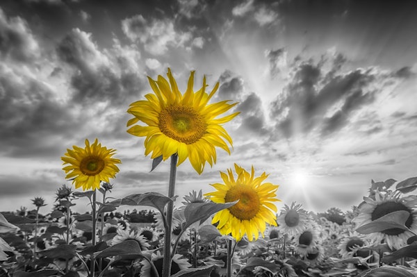 Color pop sunflowers in sunset