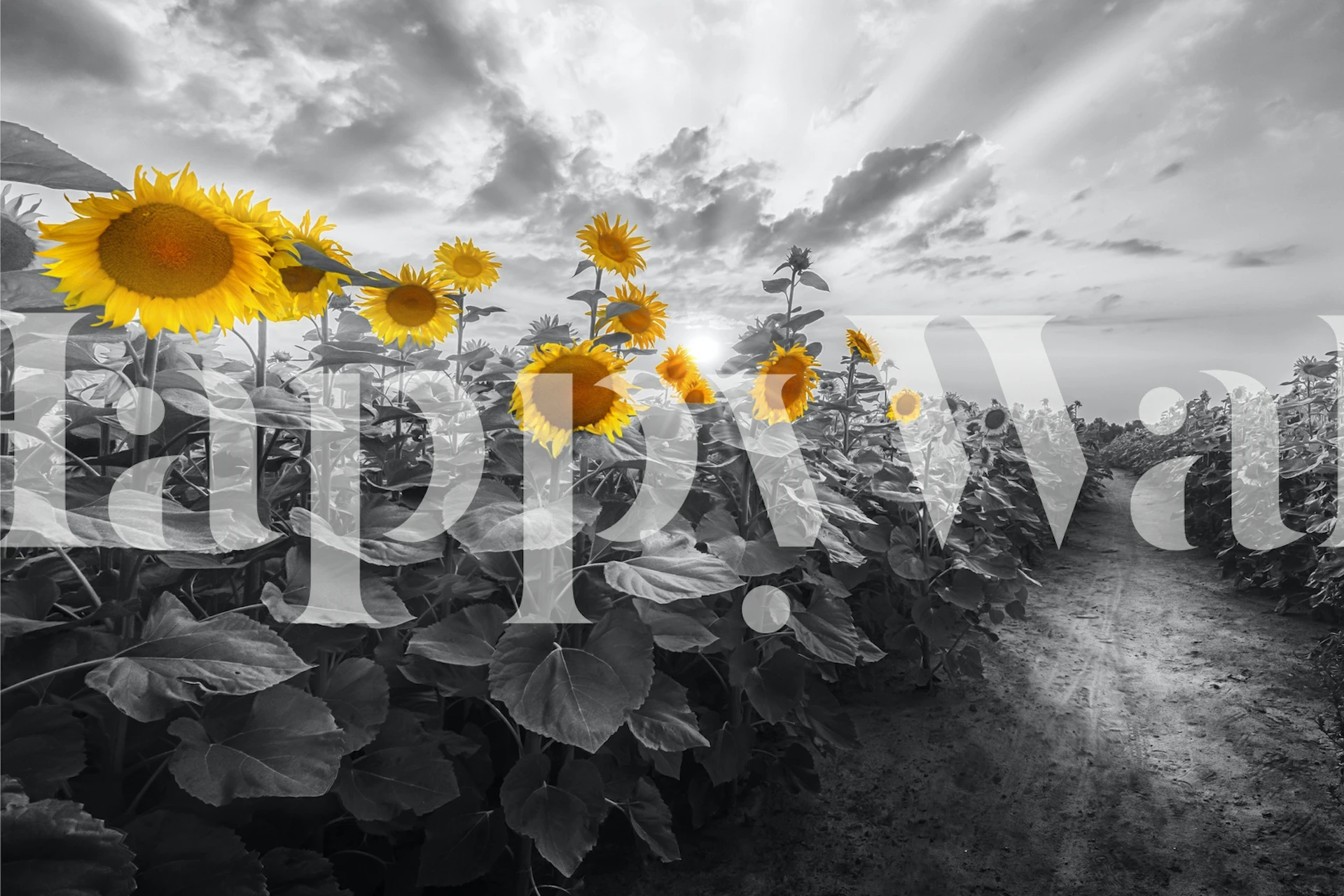 Yellow sunflowers on a gray pathway wallpaper