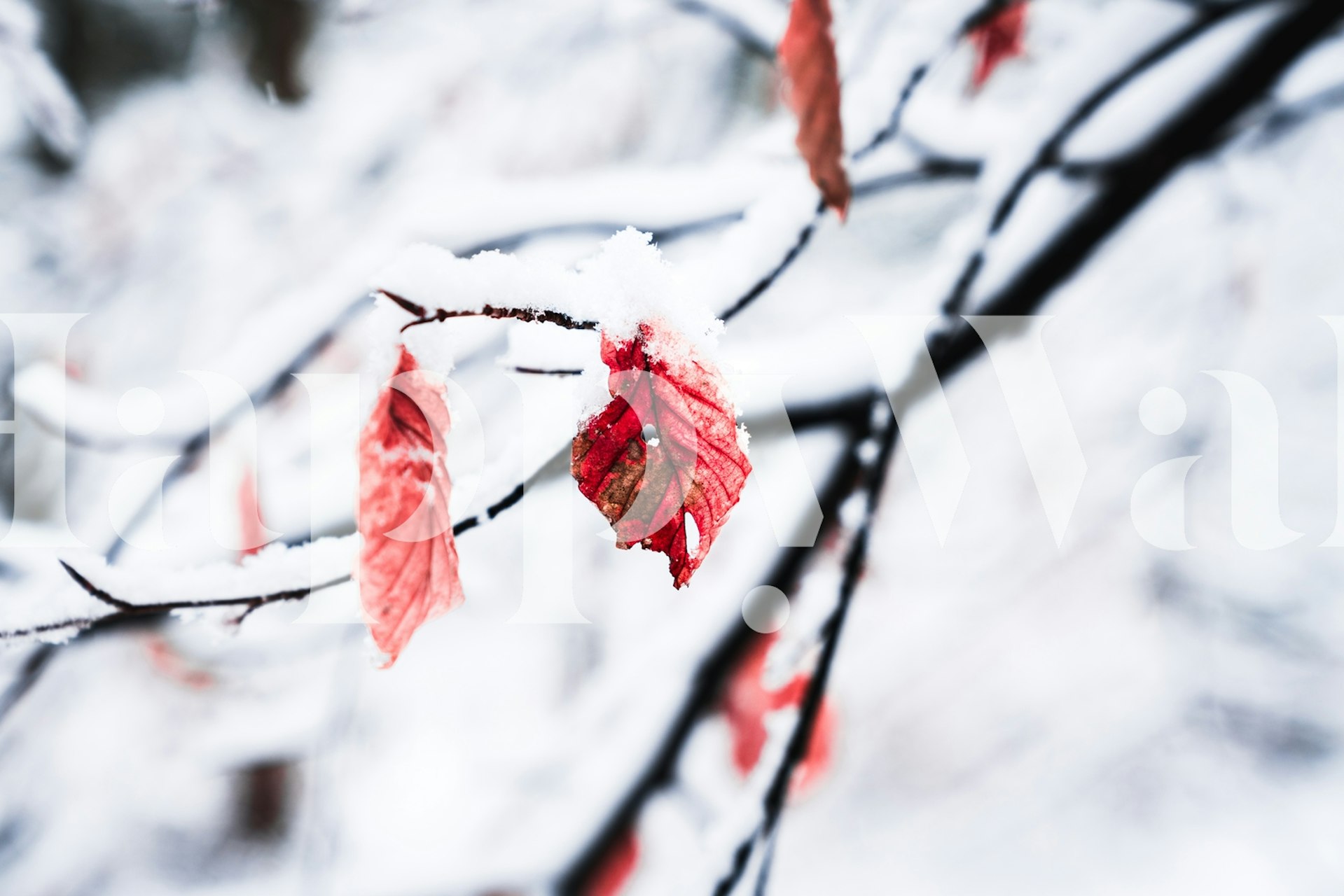 Wintery Blossom -tapetti punaisilla lehdillä lumessa