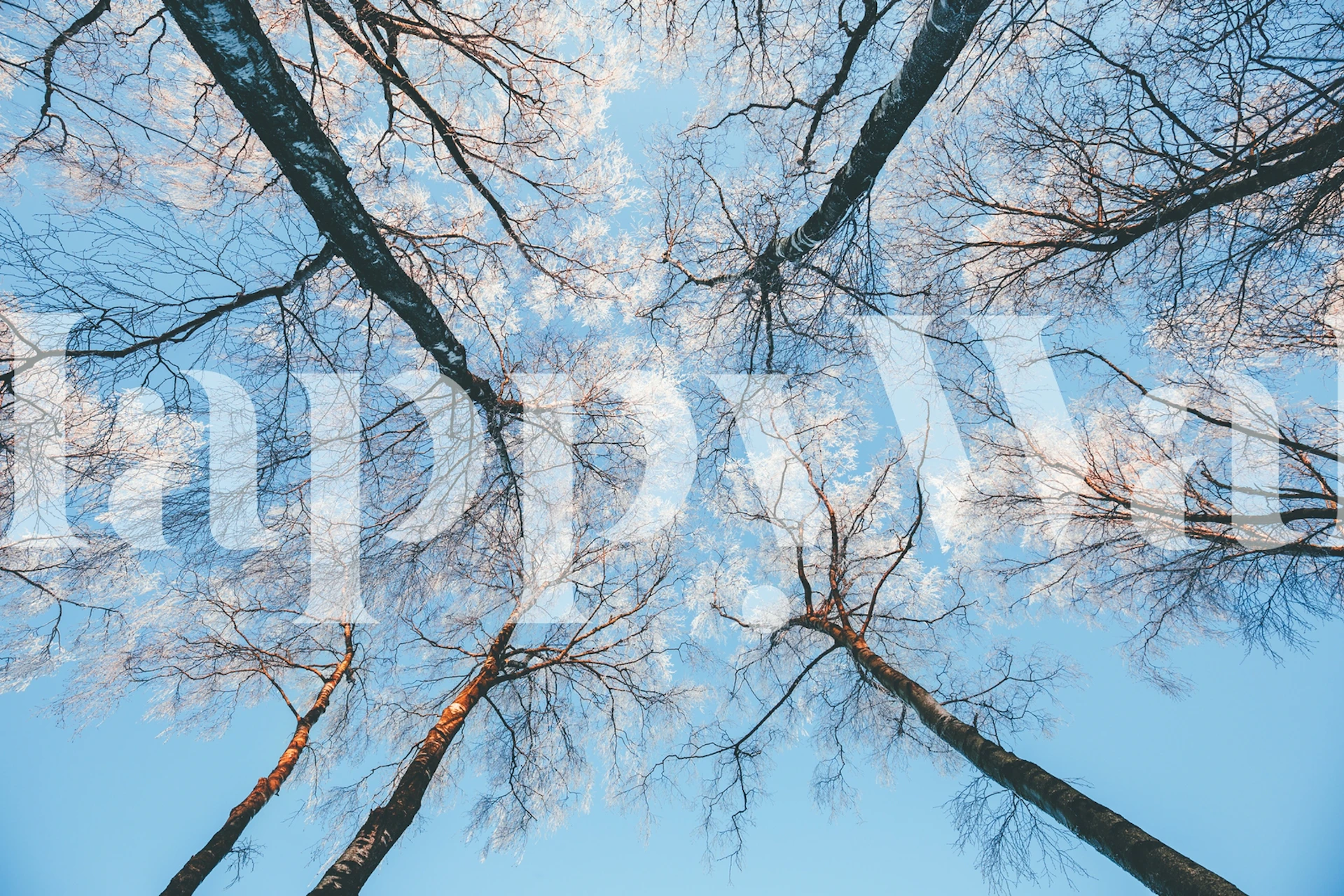 Frosted trees under a clear blue sky wallpaper