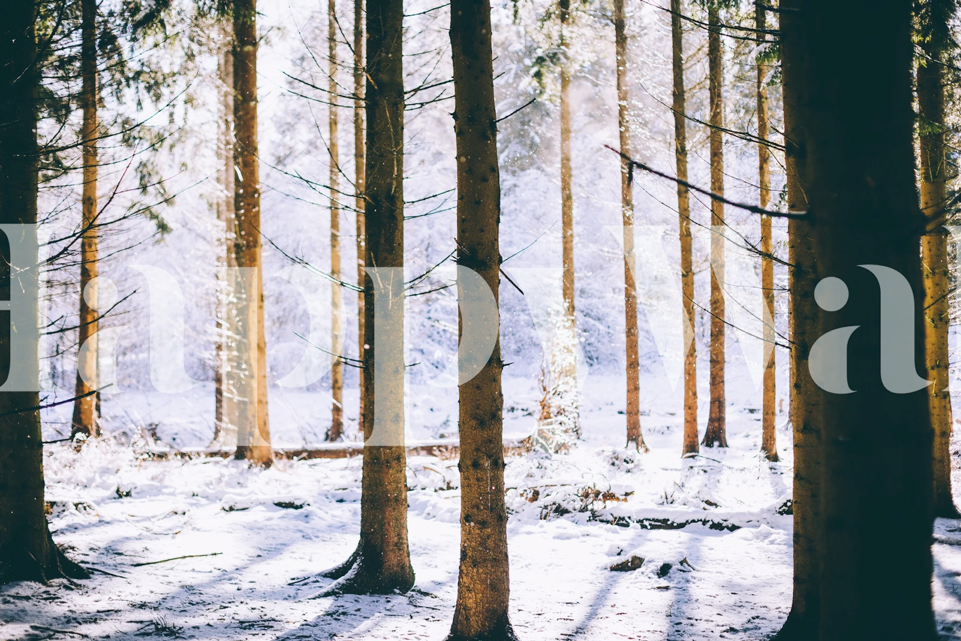 Winter scene wallpaper featuring snowy trees