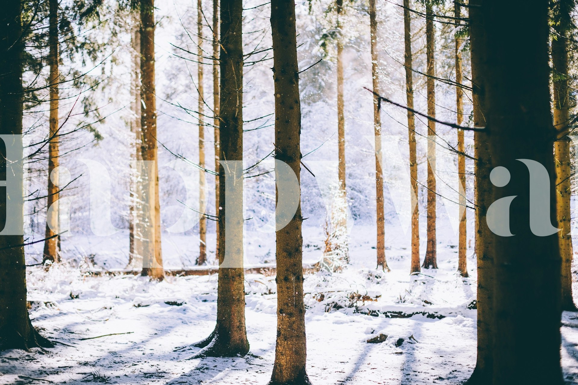 Winter scene wallpaper featuring snowy trees