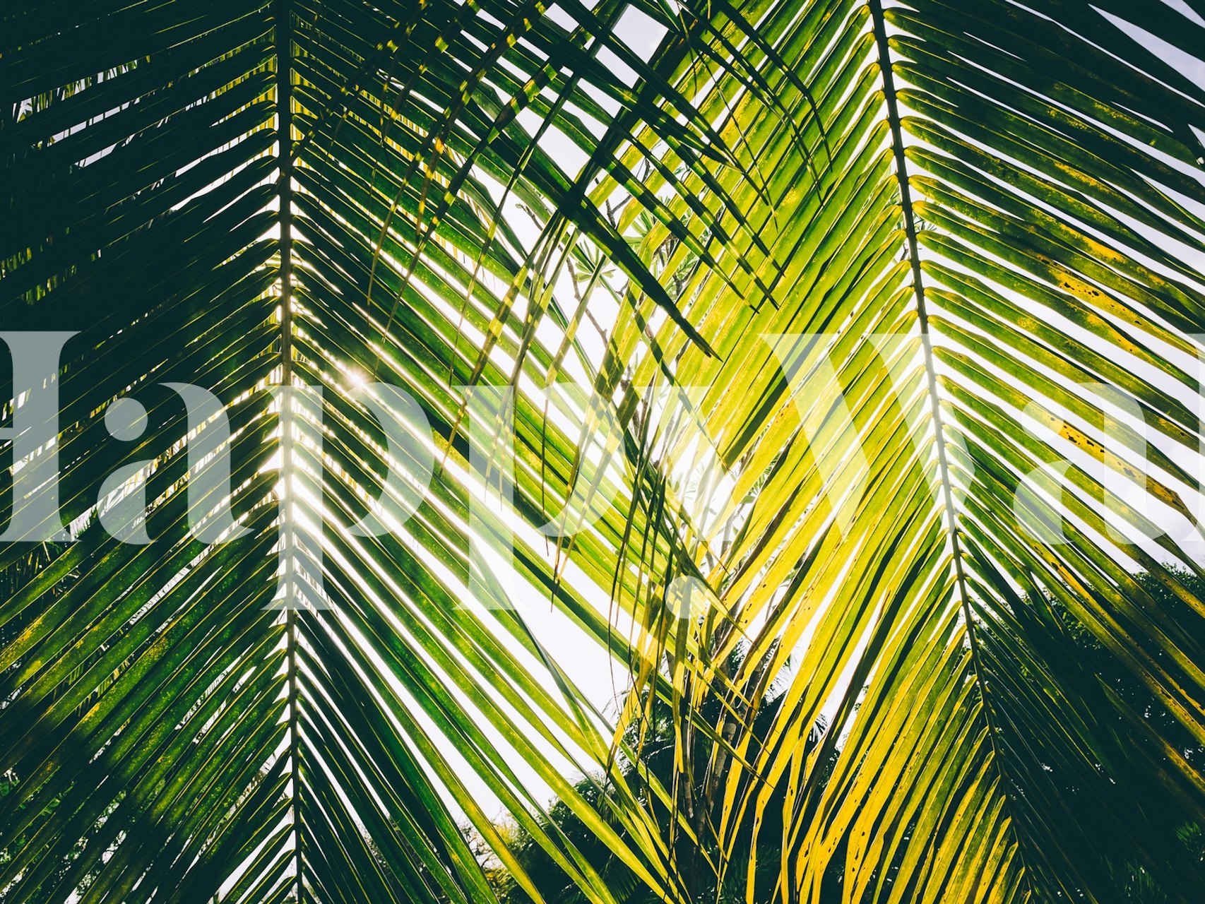 Papel de parede Caribbean Sunshade com folhas de palmeira