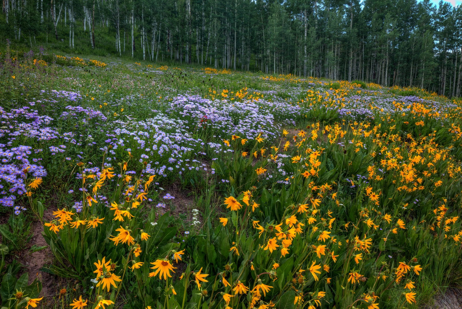 A Hillside of Wildflowers Wallpaper | Happywall