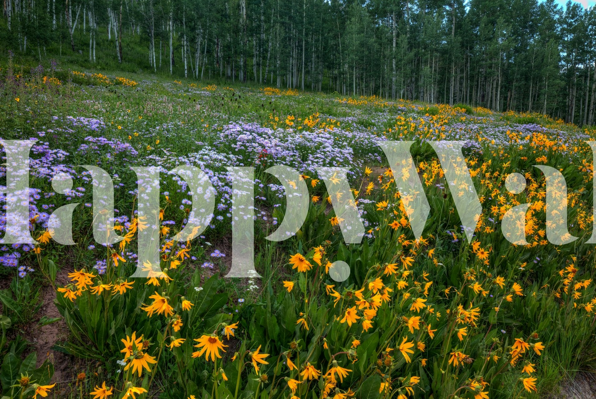 Wildflower Tapetdesign in einem Raum