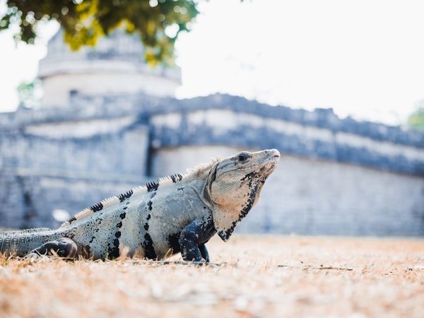 Dragon of the Caribbean
