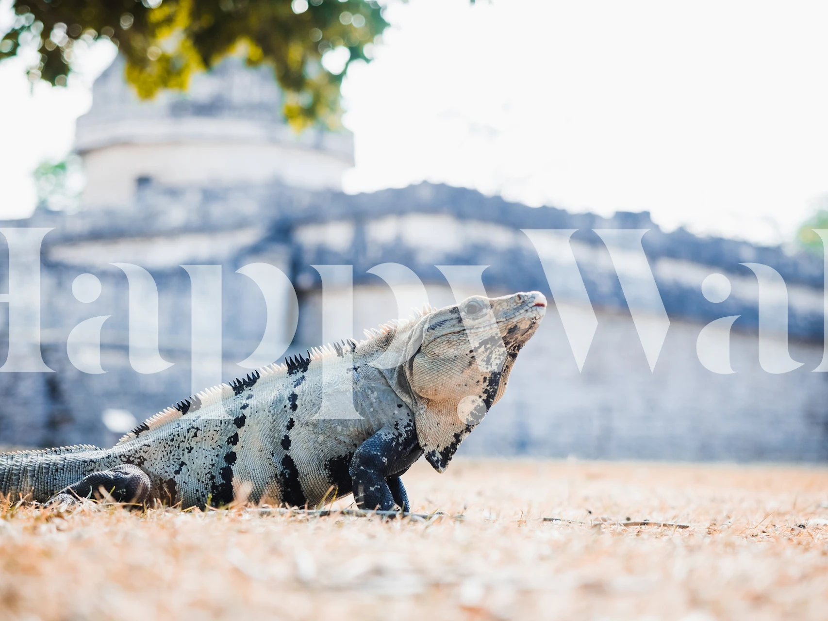 Caribbean iguana wall mural depicting a regal lizard in a tropical setting