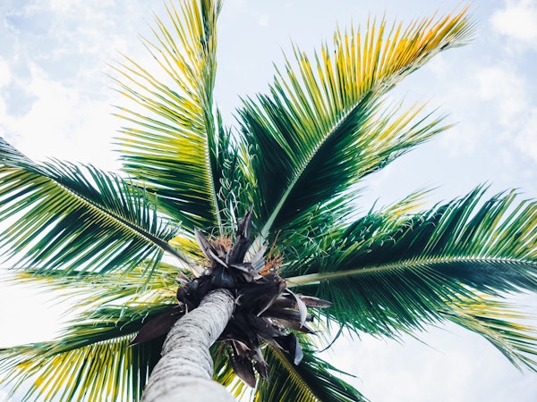 Rise of the Palm