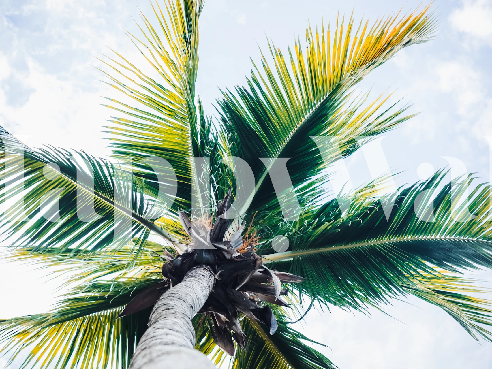 Rise of the Palm behang in een kamer
