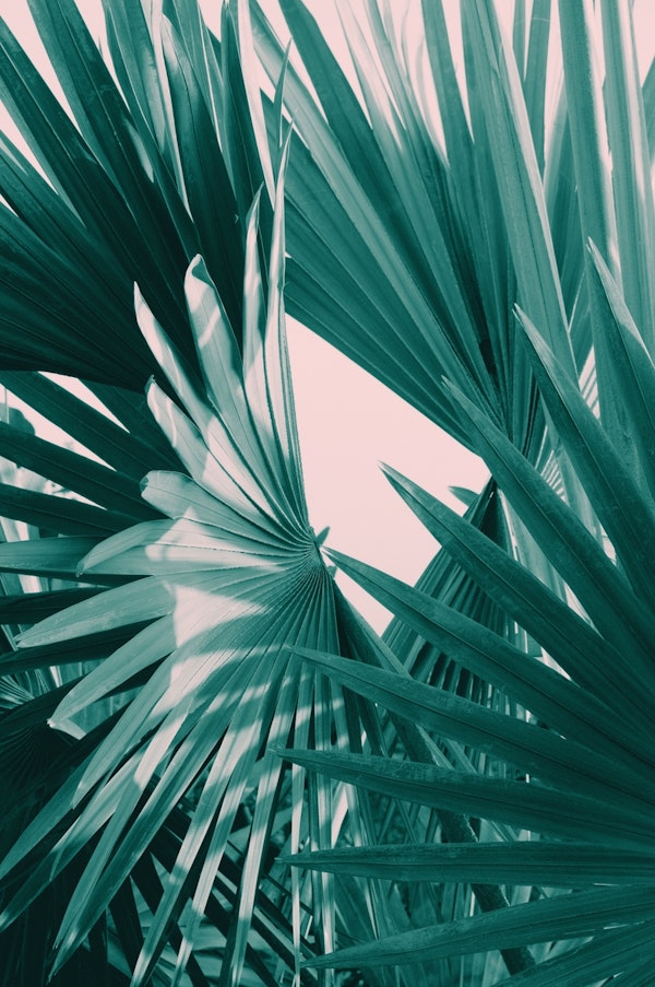 Fan Palm Leaves Delight 1