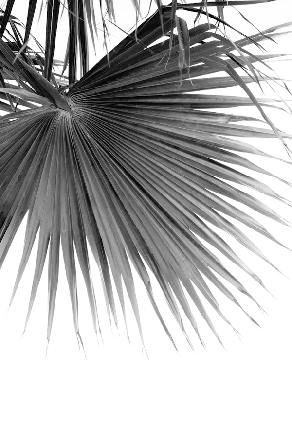 Fan Palm Black White Dream 1